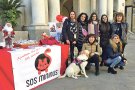 Recta final de la campanya per promoure les adopcions de gats