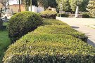Figueres frena la plaga de l’eruga del boix
