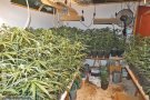 Cinc detinguts i 1.072 plantes de marihuana decomissades