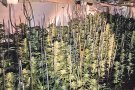 Una baralla posa al descobert més de 1.000 plantes de marihuana en una nau de Riumors