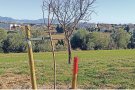 Un arbre per cada nadó nascut al municipi el 2020