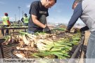 'Aquest any hem cultivat i venut la meitat de calçots que altres anys'