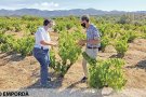 Una tercera part de les vinyes de la DO Empordà tenen més de 30 anys
