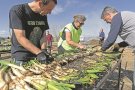 Vila-sacra prepara les graelles per a una nova edició de la Fira de la Ceba i el Calçot