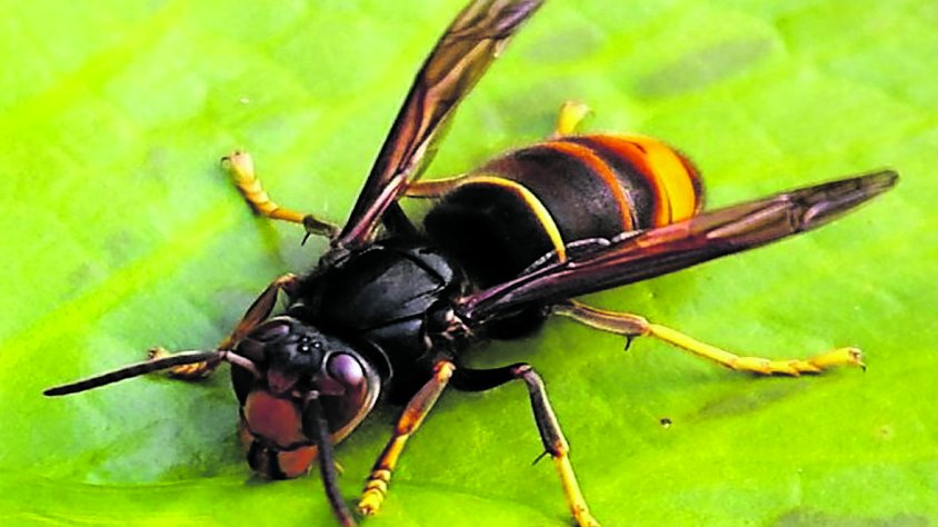 És el moment de capturar les reines