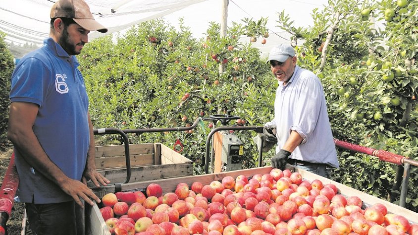 La poma s’adapta a la sequera