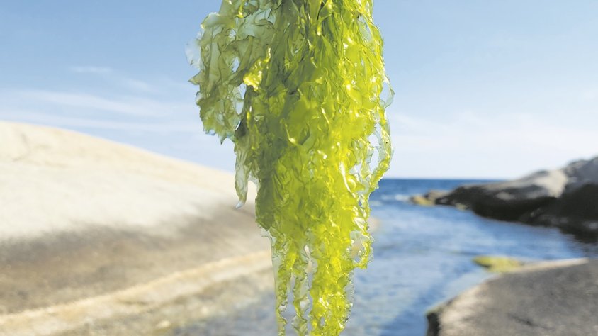 Algues criades en aigües rosinques