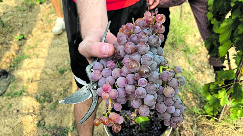 Els viticultors alerten del mal provocat per senglars i cabirols, que ja són una plaga