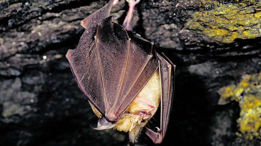 Una dècada protegint els ratpenats