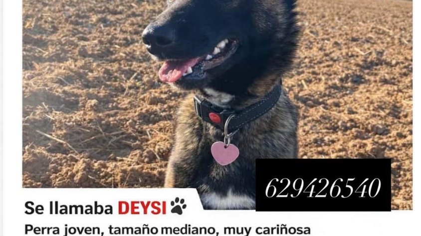 Demanen col·laboració per identificar la persona que va agredir mortalment un gossa