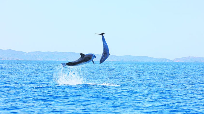 Els drons i la IA s’integren en l’estudi dels dofins i la pesca