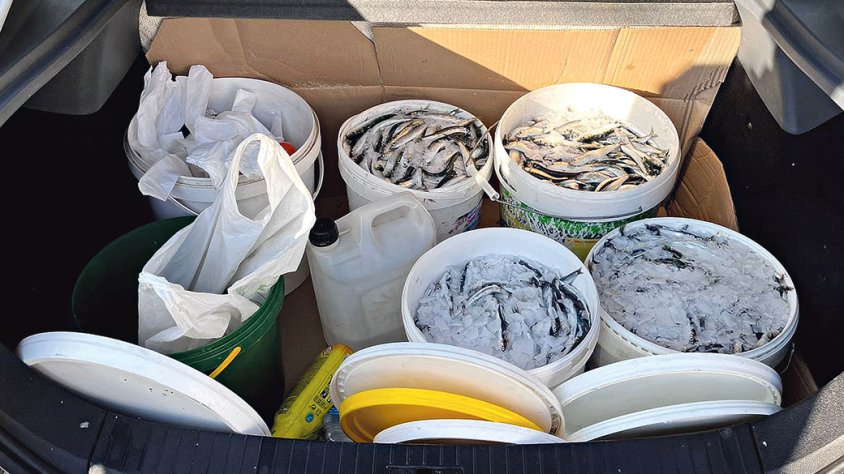 Actuació conjunta contra el comerç fraudulent de peix