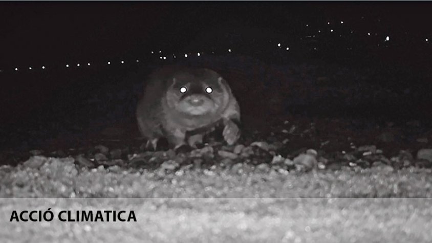 Captació pionera d’una llúdriga sortint del mar, al cap de Creus