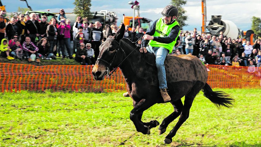 La 39a Fira Comarcal de Primavera de Campllong, epicentre del món rural