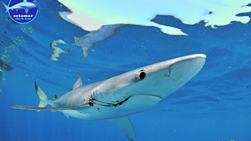 Investiguen si el canó del cap de Creus és un punt de cria de taurons blaus (tintoreres)