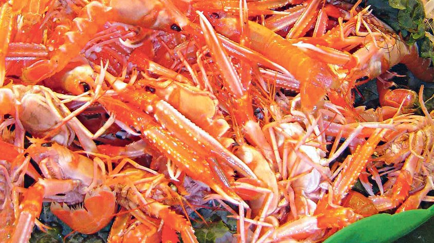 La població d’escamarlà es recupera