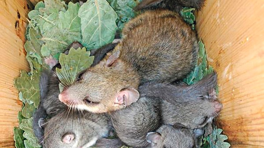 La comarca participa al Dia Europeu dels Parcs Naturals