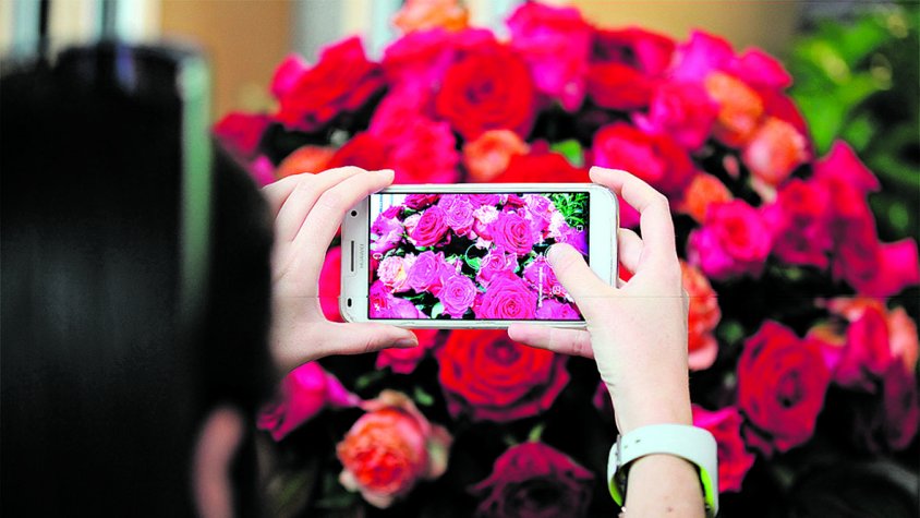 Roses prepara la Fira de la Rosa sense  la tradicional mostra floral a la SUF