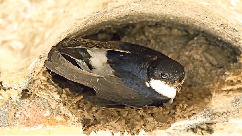 Comptant cuablanques