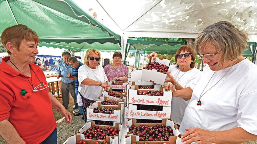 Les tradicions s’endrapen la cirera a Llers 