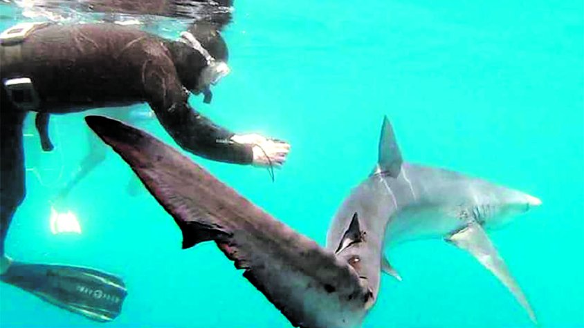 La segona edició del CineMar ofereix cinema i tertúlies