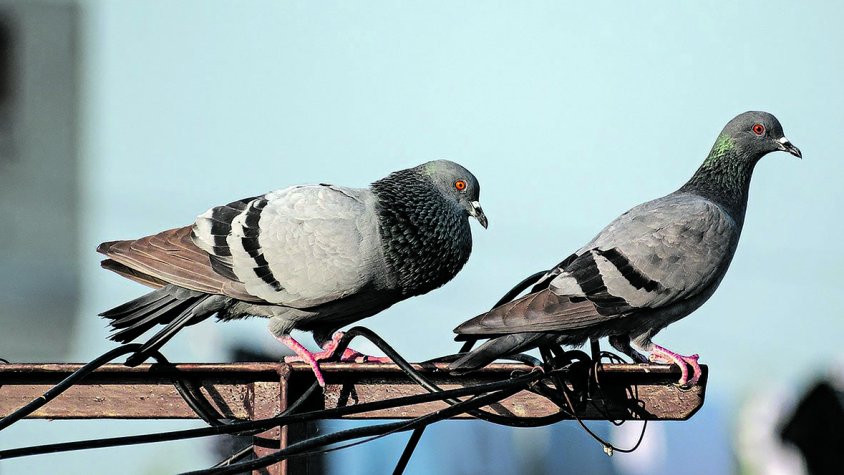 Figueres rep una subvenció per a les plagues urbanes