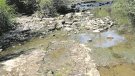 Les truites i altres espècies del riu Muga corren perill pel poc cabal de l’aigua