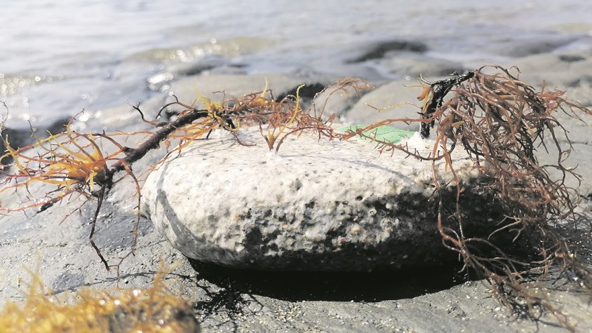 Retorna al Cap de Creus una espècie d’alga que va desaparèixer als anys vuitanta