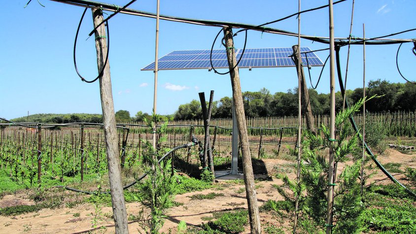 Els viveristes reclamen ajuts per estalviar aigua