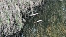 Desenes de peixos moren per falta d’oxigen als Aiguamolls de l’Empordà