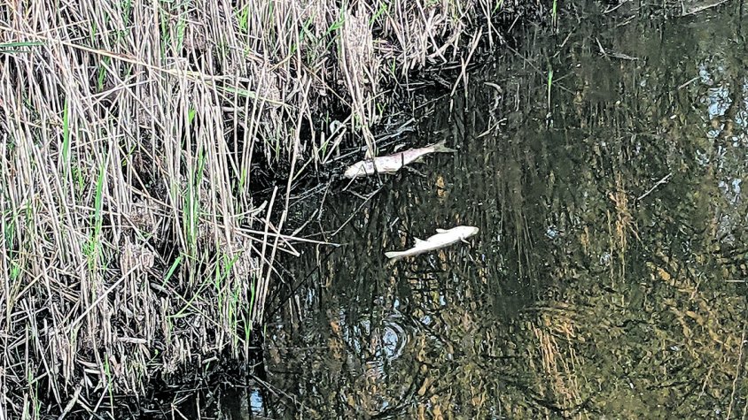 Desenes de peixos moren per falta d’oxigen als Aiguamolls de l’Empordà