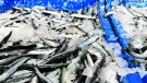 L’Escala presenta una fira temàtica dedicada al peix blau