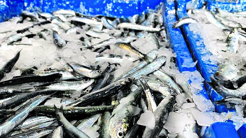 L’Escala presenta una fira temàtica dedicada al peix blau