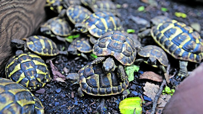 Moren algunes cries de tortuga mediterrània per la calor i la sequera