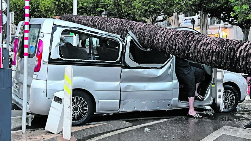 A Roses canviaran les palmeres per tamarius