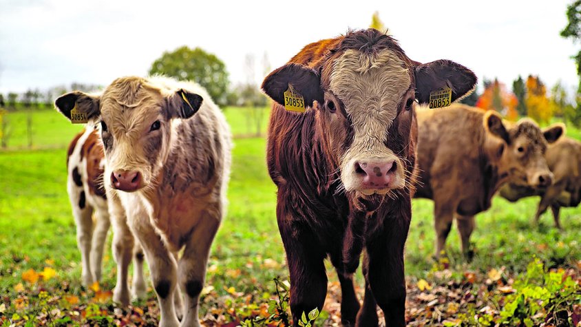 Indignació a Terrades pels danys causats per un ramat de vaques