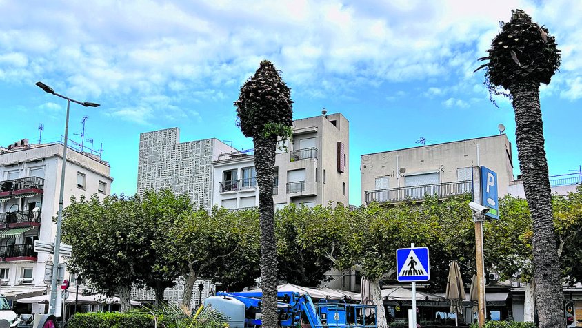 Tala de 15 palmeres a Roses per evitar riscos