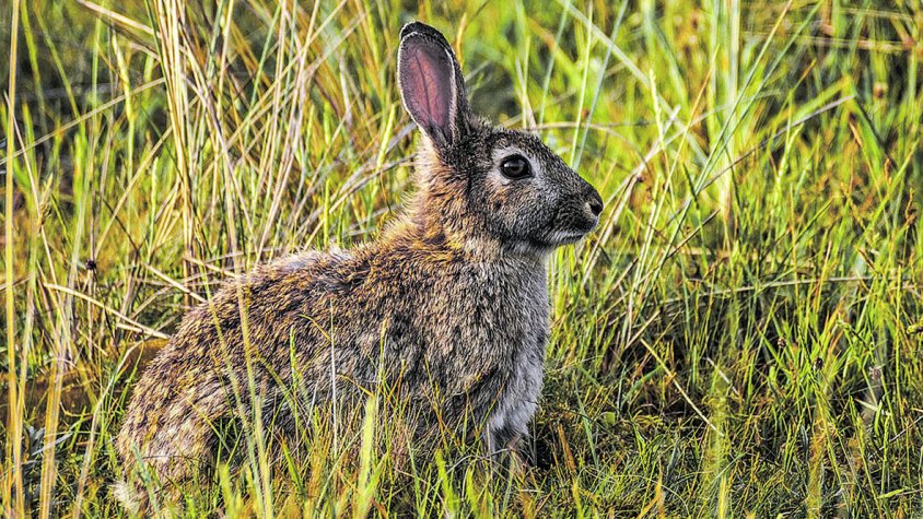 Reintrodueixen el conill a l’Albera per salvar-hi la tortuga