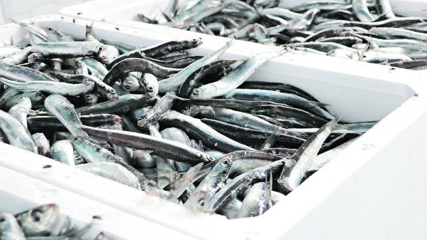 La veda de la sardina es manté per la lentitud dels tràmits