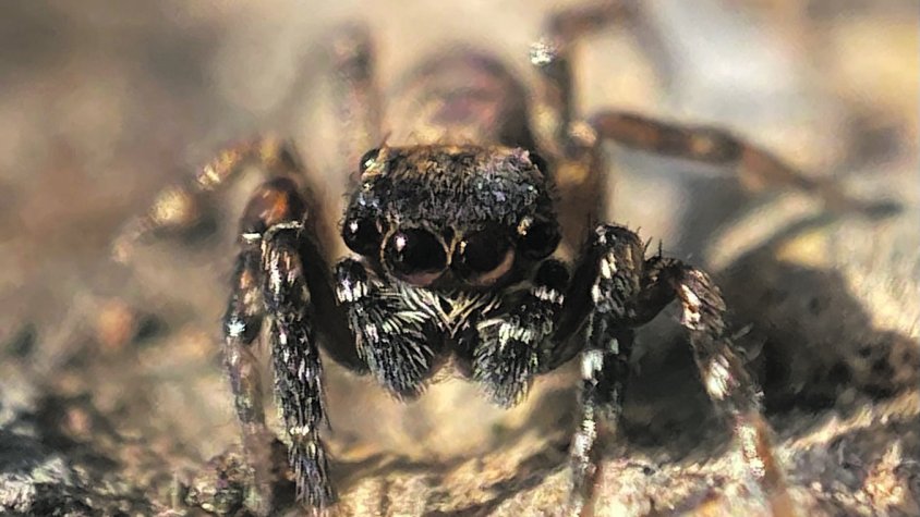 Descobreixen un nou liquen i una nova espècie d’aranya