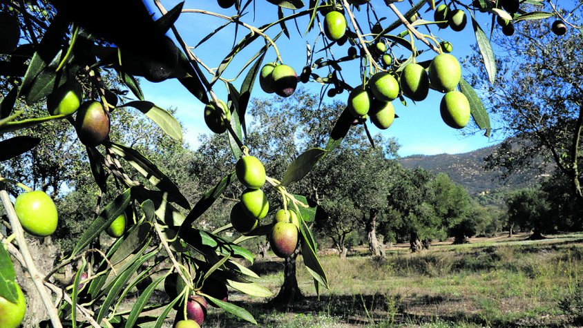 La minsa producció d’oli n’encarirà encara més el preu