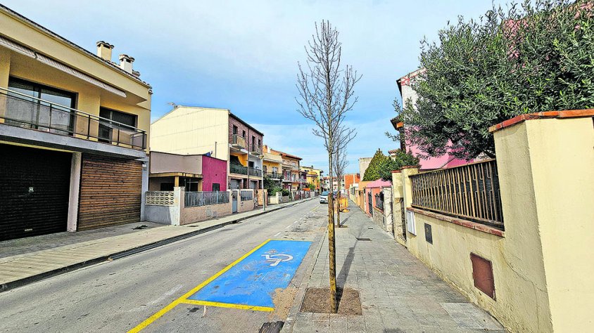 Completen la darrera fase de millora de l’arbrat