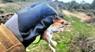 Monitoritzar petits mamífers per preveure l’evolució d’ecosistemes i del canvi climàtic