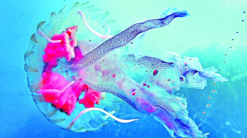 Mig segle observant el fons marí