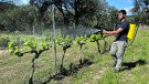 Nova prova pilot:  ruixen les vinyes per foragitar els cabirols