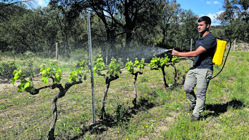 Nova prova pilot: ruixen les vinyes per foragitar els cabirols