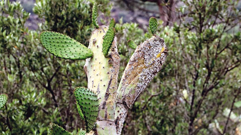 Infecten figues de moro amb un paràsit per erradicar-les