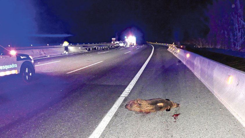 La fauna salvatge provoca el 39% dels accidents