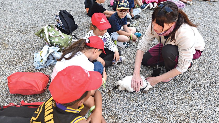 Quatre-cents alumnes participen en l’anellament de cigonyes a Peralada