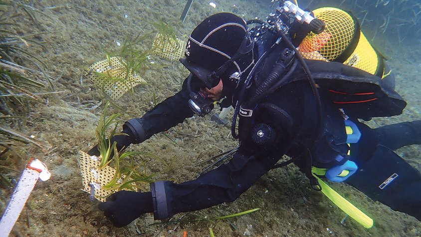La posidònia revifa al cap de Creus